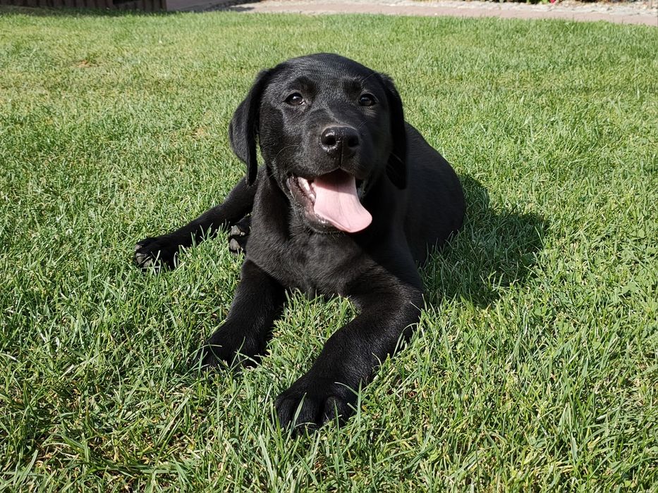 Labrador Retriever, ostatnia mocnej budowy SUCZKA! Już do odbioru!