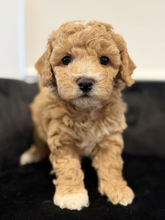 Bicchpoo poochon /maltipoo
