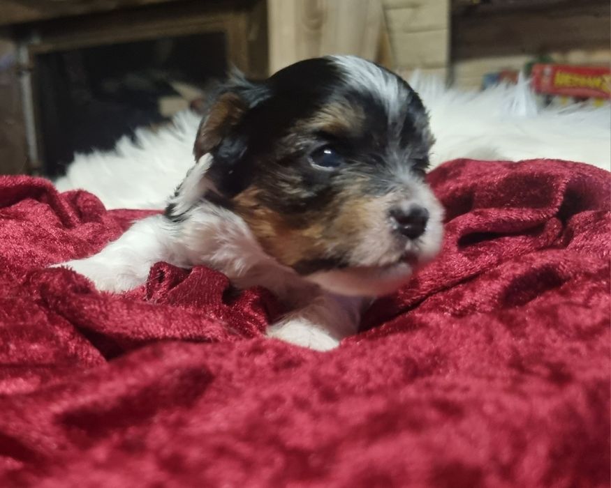 York Biewer Eros Samiec Chłopiec