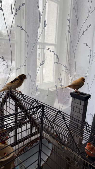 Kanarek samica samiec