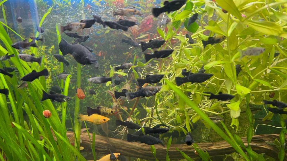 Продаж молінезії не дорого