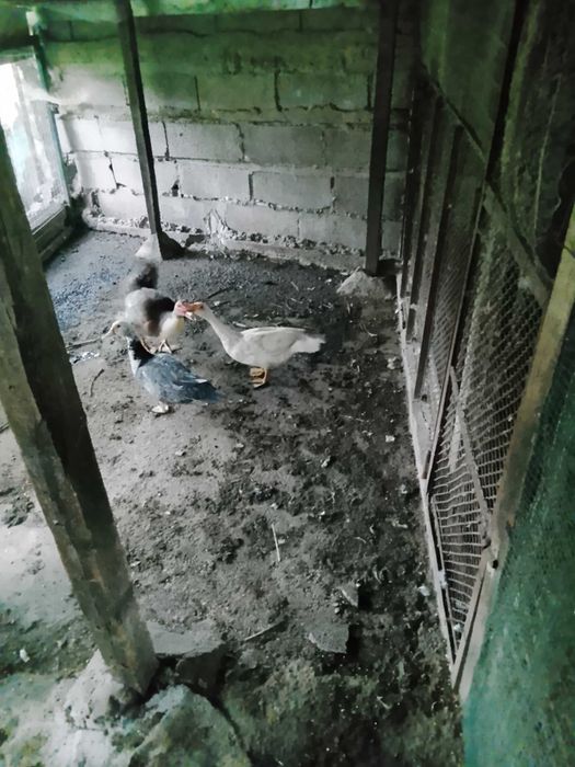 Patos mudos adultos
