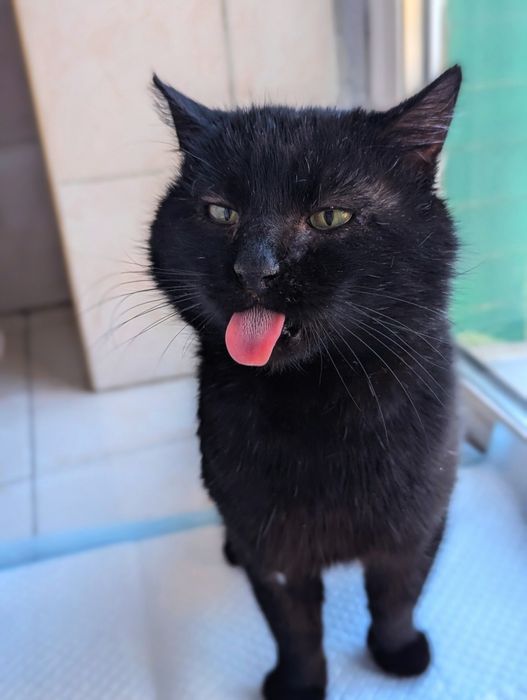 РОБЕРТ/БОБ шукає родину в Києві. (Орієнтовно 2 роки)