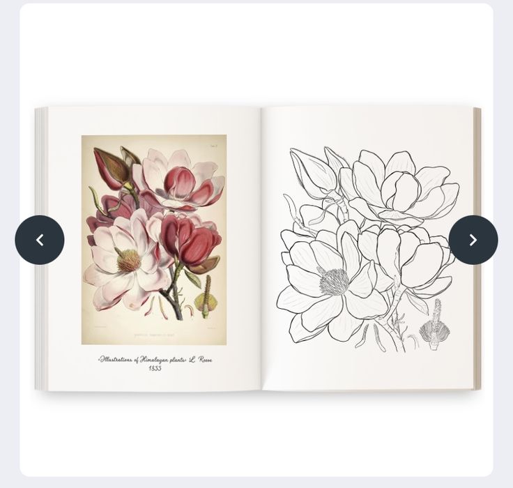 Розмальовка «Квіти» Ольги Марс