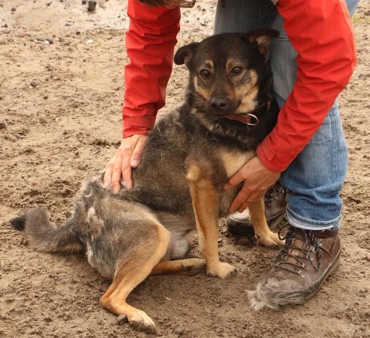 Od lat wspaniały Dino szuka domu