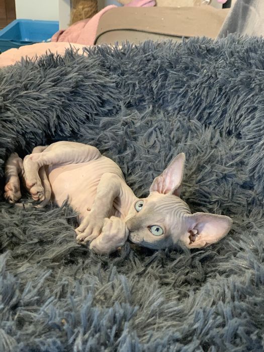 Канадський сфінкс