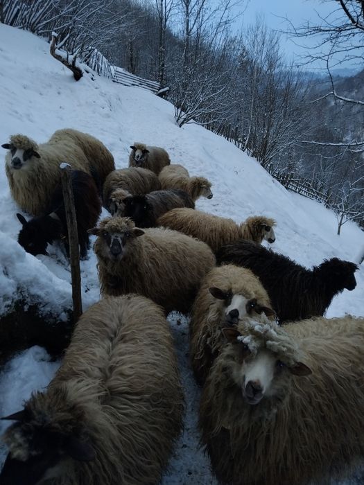 Продам молоді вівці