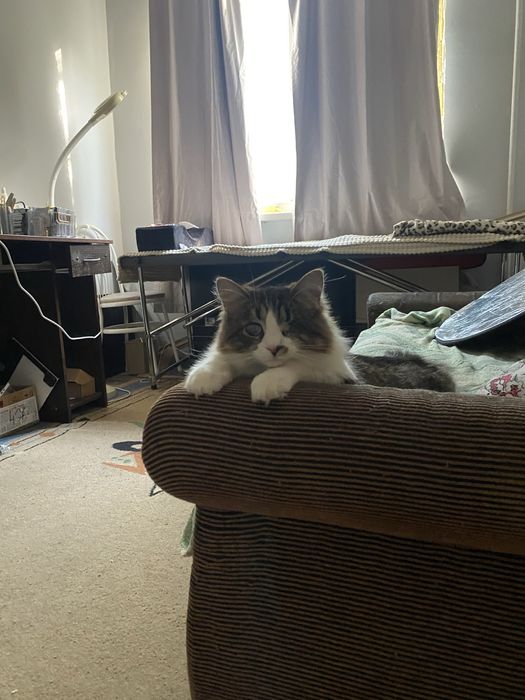 Кот , кошка , СРОЧНО дом или передержка