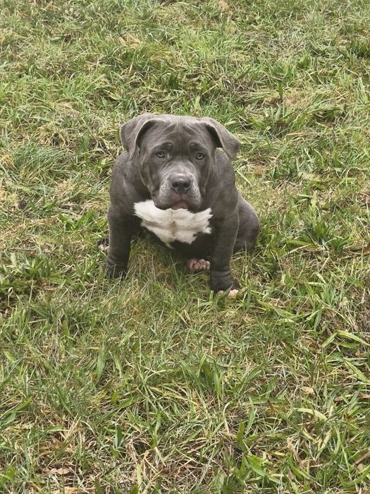 American Bully Pocket menina