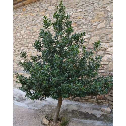 Azevinhos e Oliveiras em vasos desde: