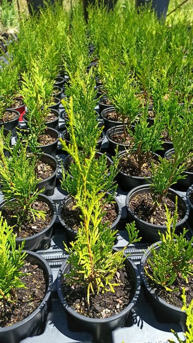 Thuya Plicata para fazer sebe