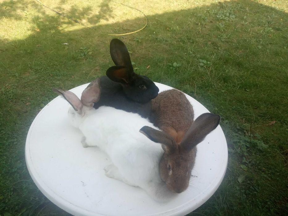 Mam do sprzedania króliki samce i samiczki
