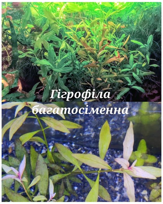 Людвігія повзуча