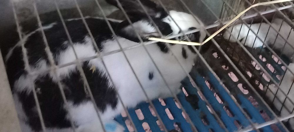 Vendo coelhos de raça grande