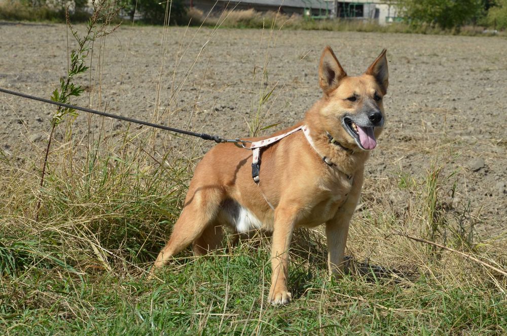 Irys wrażliwiec, który nie potrafi się zareklamować, cudowny - do  adopcji.