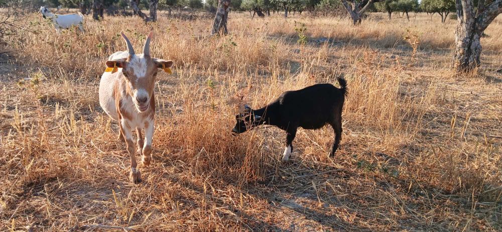 Pequeno rebanho cabras anãs