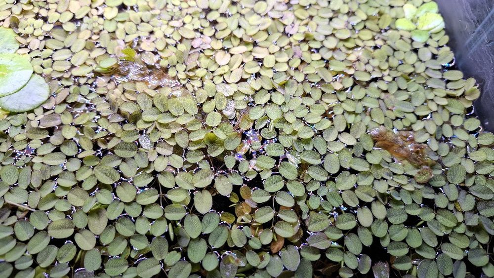Planta para aquário Salvinia Auriculata  dose 10 x 10cm