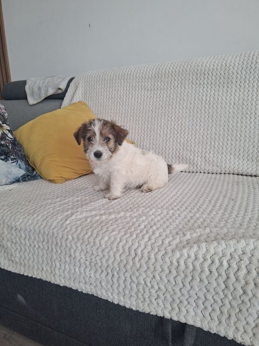 Jack russell terrier szorstko włosy