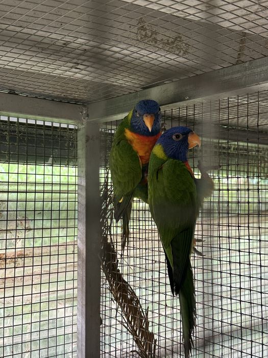 Aves Loris Malucano
