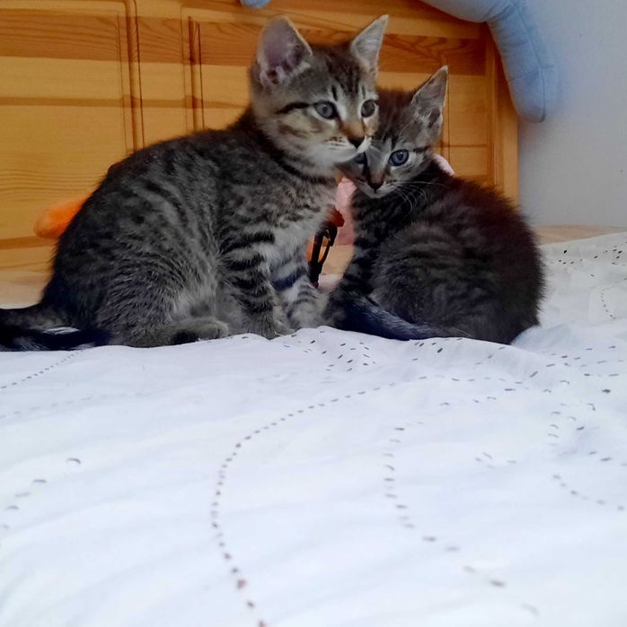 Kotki do adopcji