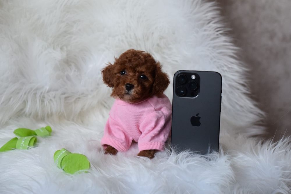 Дівчинка красуня і хлопчик джентельмен Мальтипу мікро, міні розмірів.