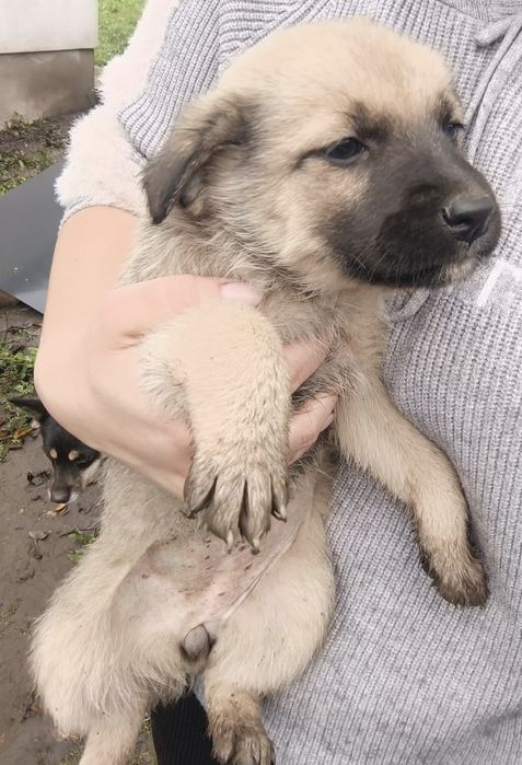 Віддам цуценят в добрі руки) Веселі) грайливі) все їдять