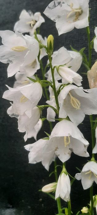 Dzwonek brzoskwiniolistny śliczne kwiatki gotowe sadzonki