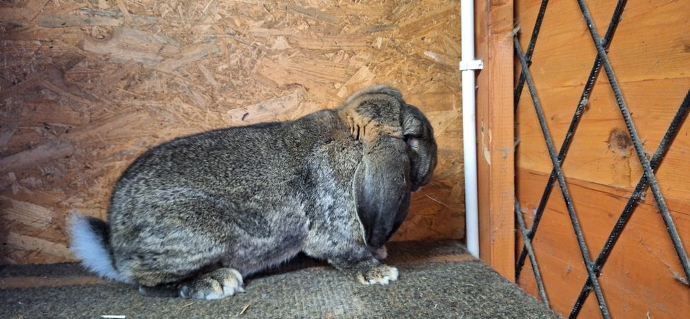 Królik króliki francuski baran szary