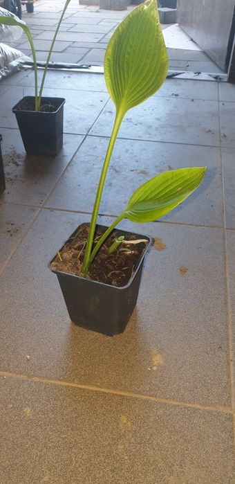 Hosty sadzonki w doniczkach, funkie