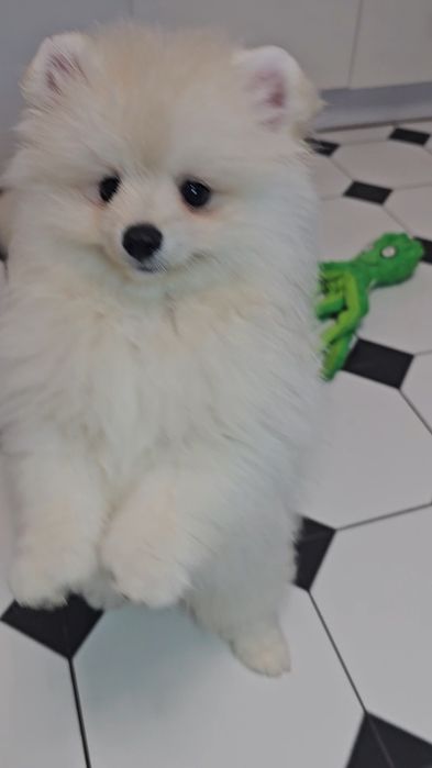 Piesek 3mc  pomeranian gotowy do odbioru