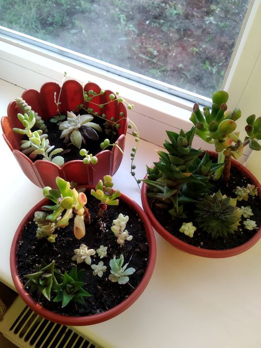 Суккуленты садики самовывоз