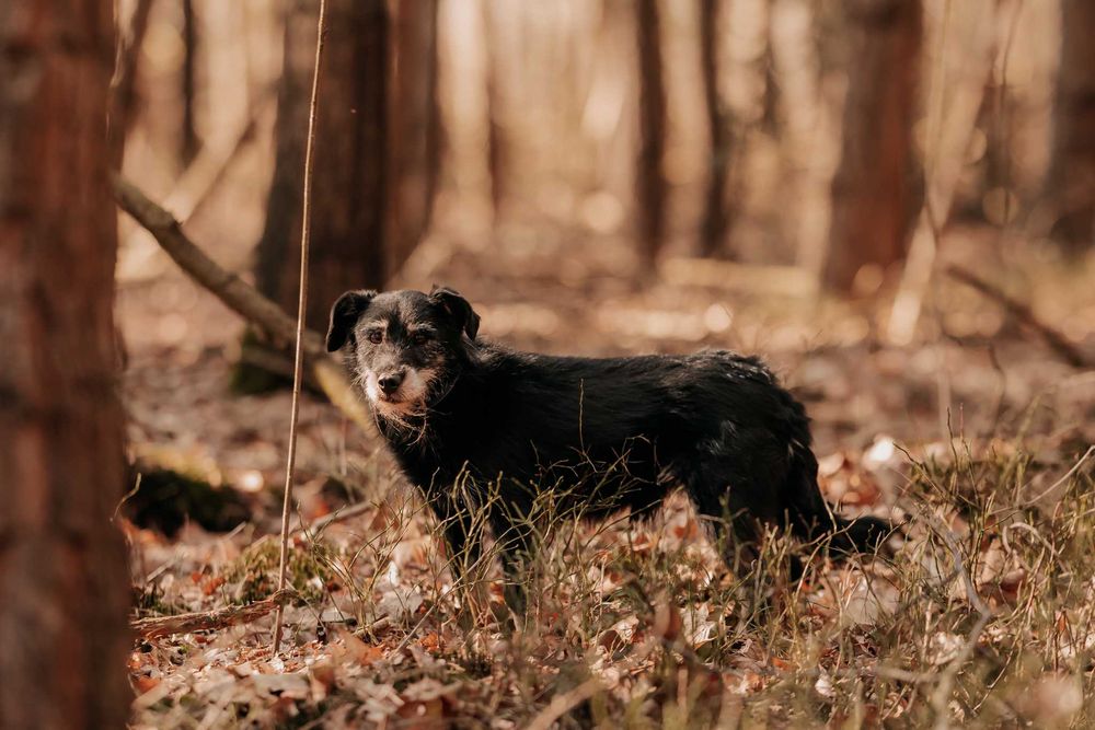 Sid nie chce umrzeć w schronisku... Pomożesz mu? Adoptujesz?