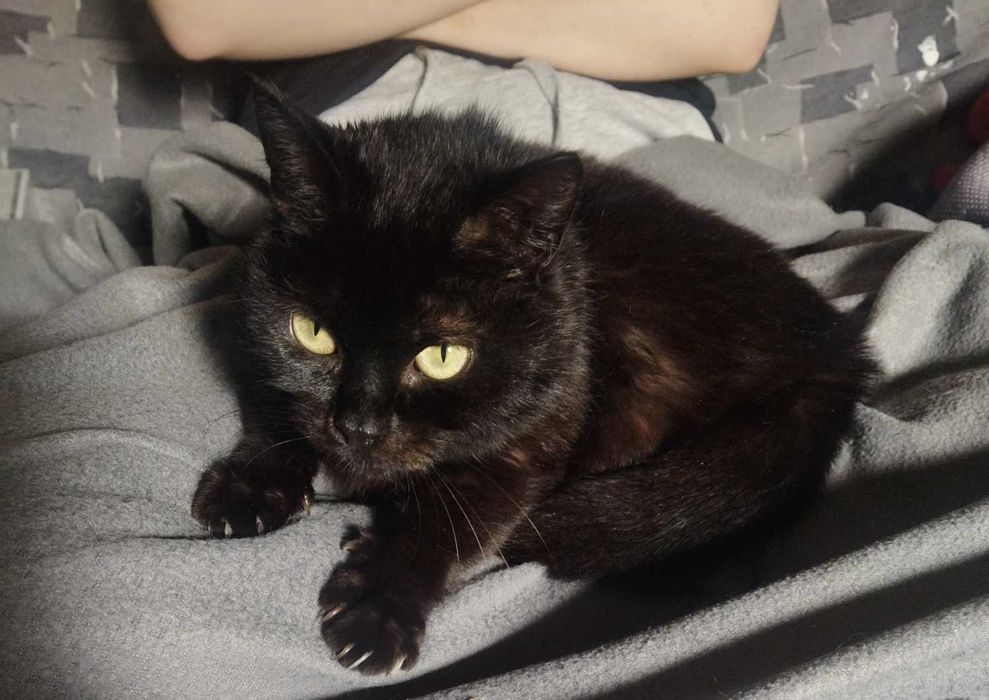 Mrucząca, tulaśna bardzo kochana kotka Kejsi szuka domku