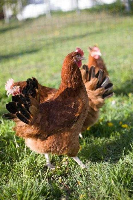 Kury kokoszki nioski odchowane Tetra tintet  dowóz gratis