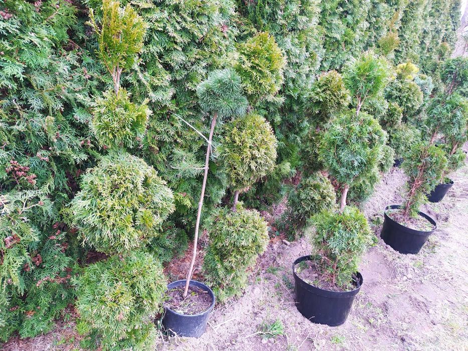 Tuja Szmaragd formowana