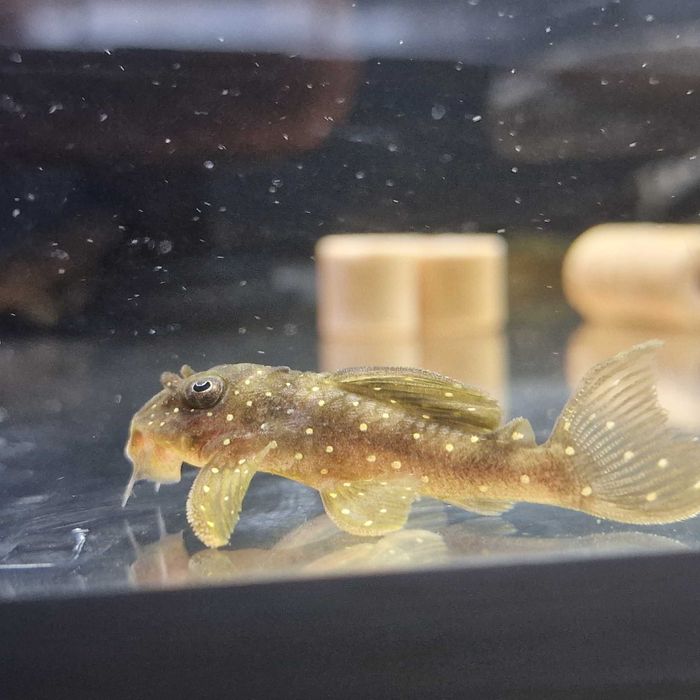 Zbrojnik L004 Angelicus Pleco Piekny w kropeczki glonojad