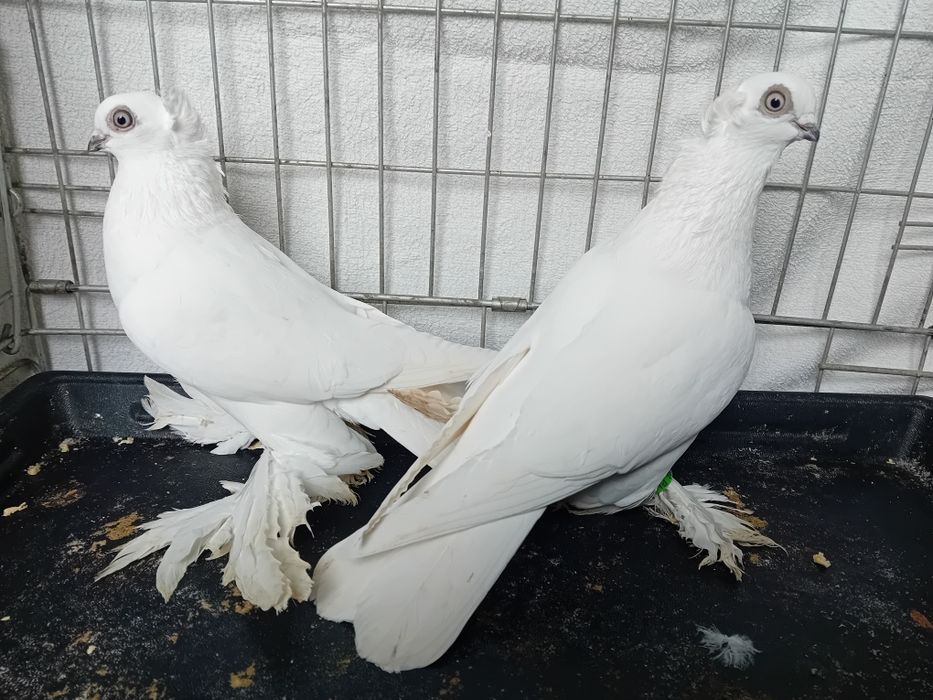 Winer koroniaty, winery białe