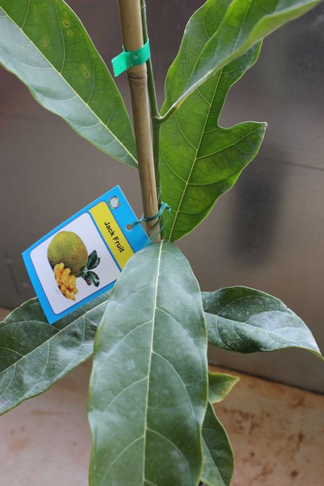 Jack Fruit Plant / Jaca Arvore