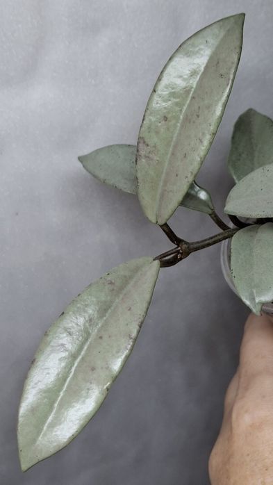 hoya carnosa wilbur graves silver хойя хої