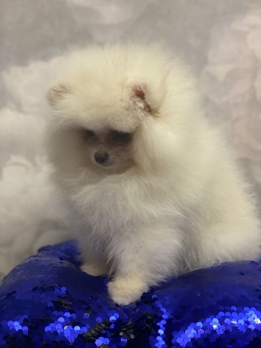 Шпіц пом хлопчик КСУ