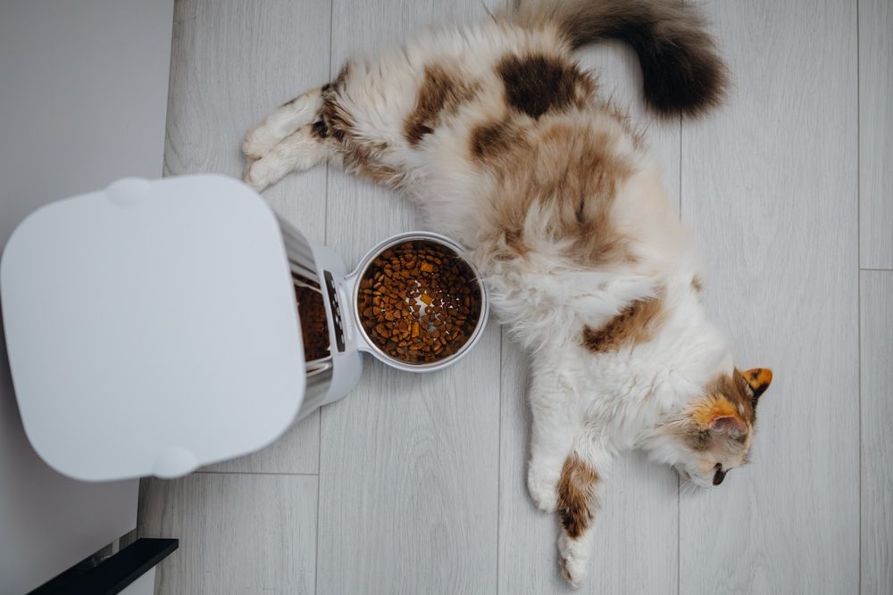 годівниця / кормівка для котів