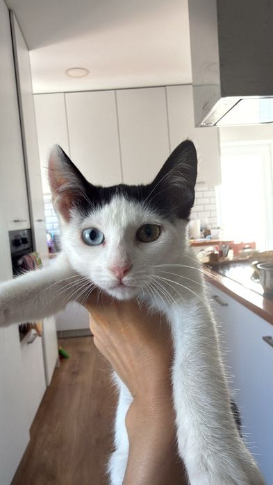 gatinhos com 3 meses