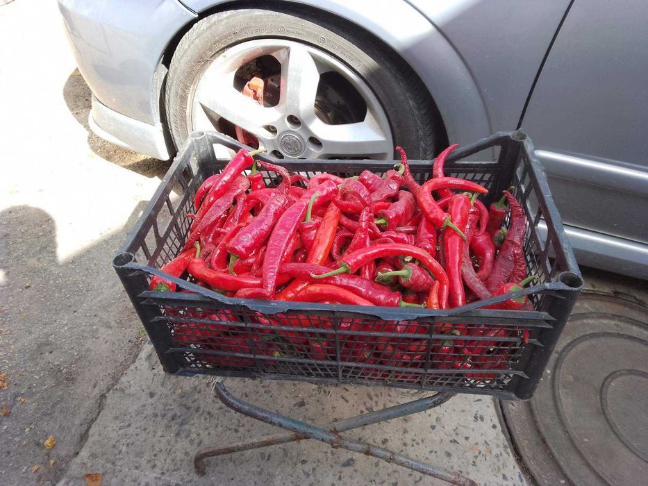 Продам перець гіркий