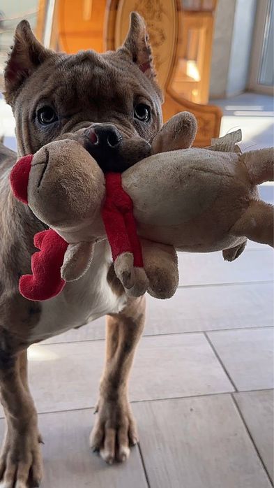 Американський буллі стандарт та Хл