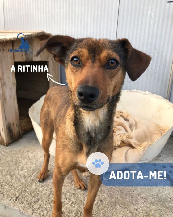 Ritinha cadela 1 ano porte medio pequeno para adocao