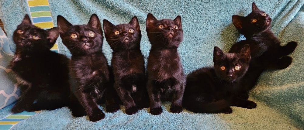 Gatinhos bébes para doação