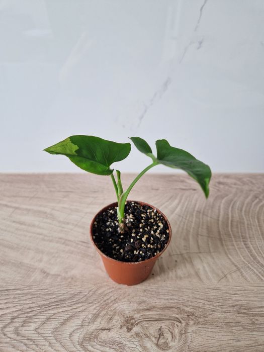 Syngonium eclipse