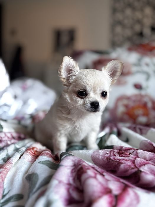 Uroczy piesek chihiahua długowłosa