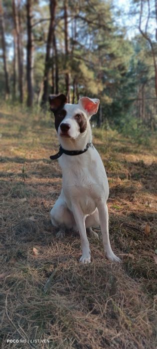 Пропала собака загубилася