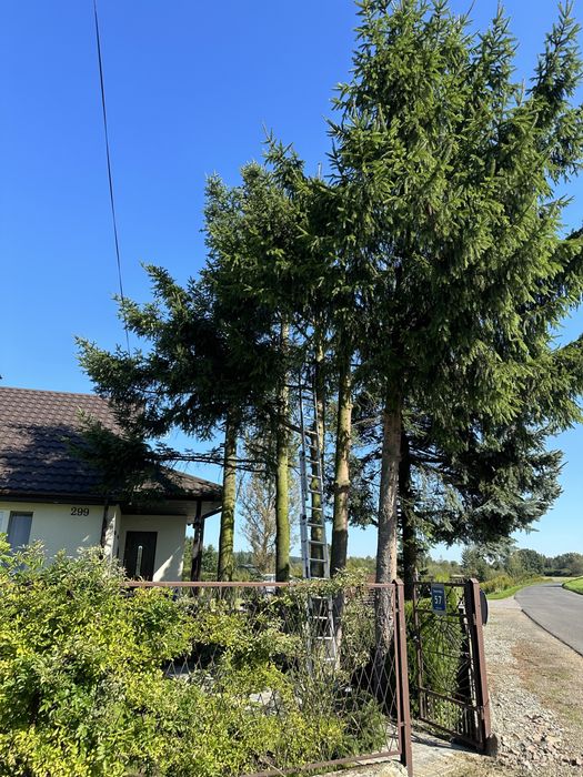 Wycinka drzew, koszenie trawy